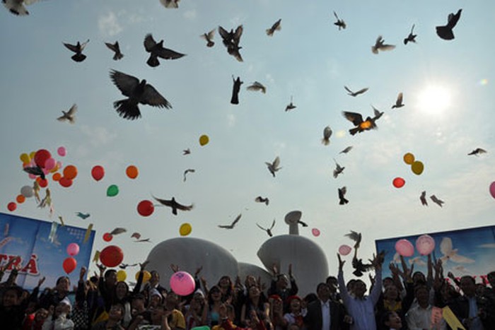 Bắc Ninh: Sắp tổ chức hội thi thả chim Bồ Câu